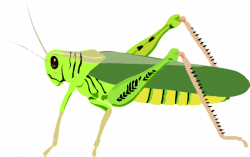 Insect PNG Images Transparent Free Download | PNGMart.com
