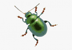 Clip Art Of A June Bug Dixie Allan Clipart Clipart - Bug ...