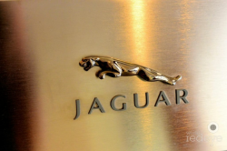Marking our Jaguar Territory | The Official Blog of Ken ...