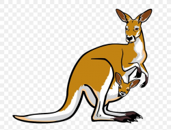 Red Kangaroo Pouch Illustration, PNG, 800x624px, Red ...