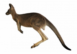 Kangaroo Png Transparent Images Kangaroo - Clip Art Library
