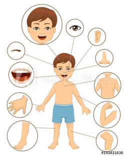 Kid Boy Body Parts Illustration - Buy this stock vector and ...