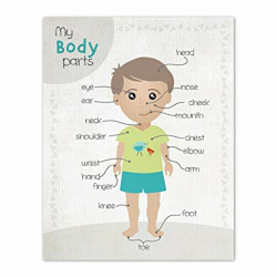 Amazon.com: Kid\'s Room Decor, Body Parts Clipart For Kids, Kid\'s ...