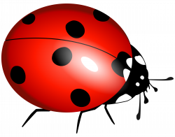 Ladybug Flying Clipart | Clipart Panda - Free Clipart Images ...