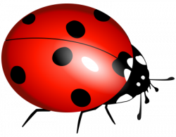 Download LADYBUG Free PNG transparent image and clipart