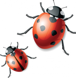 Ladybugs free vector download (197 Free vector) for commercial use ...