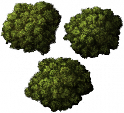 15 Bush clipart top view for free download on Premium art ...