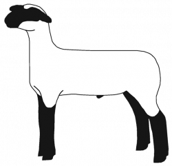 Free Show Lamb Clip Art | Sheep Graphics | Clublamb Images