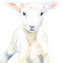 Watercolor Sheep at PaintingValley.com | Explore collection ...