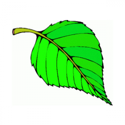 Free Leaf Cliparts, Download Free Clip Art, Free Clip Art on Clipart ...