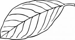 Leaves black and white black and white leaf clipart - WikiClipArt