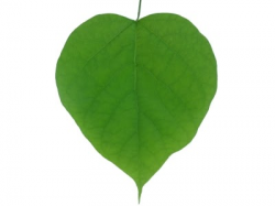 Heart shaped leaf clipart - AbeonCliparts | Cliparts & Vectors