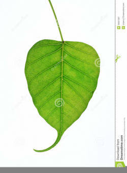 Heart Shaped Leaf Clipart | Free Images at Clker.com - vector clip ...