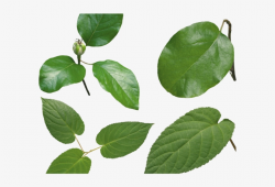 Green Leaves Clipart Real Leaf - Portable Network Graphics - 640x480 ...
