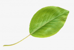 A Green Leaf, Real, Leaves, Green Leaves PNG Transparent Image and ...