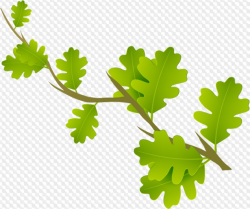 PSD, 54 PNG, Leaves, branches with leaves clipart with transparent ...