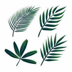 Tropical Palm Green Leaves Clipart Set Vector - Download Free Vector ...