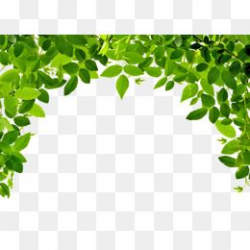 Leaves Border, Plant, Green, Youth PNG Transparent Clipart ...
