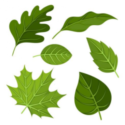 Green Leaves Clipart Set Vector - Download Free Vectors ...