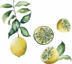 HD Lemon Vector Watercolor Free - Hand Drawn Herbs Clipart ...
