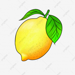 Hand Drawn Lemon Yellow Lemon Illustration Ripe Lemon Fruit ...