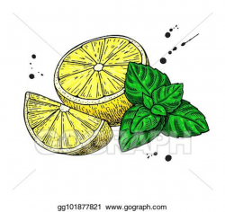Vector Clipart - Lemons and mint vector drawing. hand drawn ...