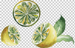 Watercolor painting Drawing Lemon, hand-drawn illustration ...
