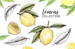 Lemons clipart. Hand drawn and watercolor illustrations