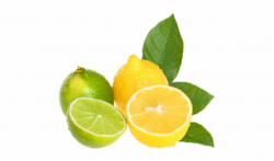 Lemon Clipart, Lime, Clip Art, Limes, Key Lime, Pictures ...
