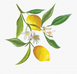 Lemons Clipart Citrus Tree - Watercolor Lemon Clipart ...