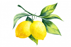 Lemons clipart watercolor, Lemons watercolor Transparent ...