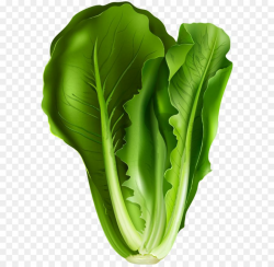 Unique Lettuce Leaf Clip Art Pictures ~ Vector Images Design