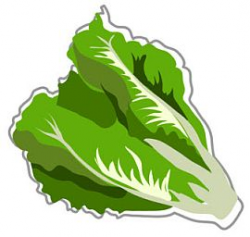 Free Lettuce Cliparts, Download Free Clip Art, Free Clip Art ...