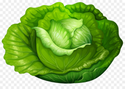 Spring Background clipart - Cabbage, Lettuce, Food ...