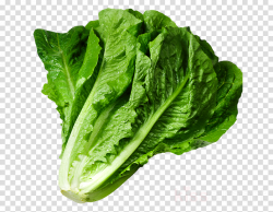 leaf vegetable vegetable leaf food romaine lettuce clipart ...