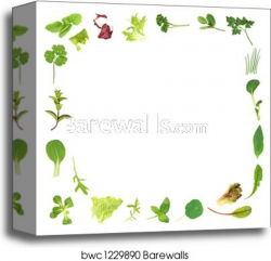Herb and Lettuce Leaf Border canvas print