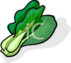 Clipart Picture: Chinese Lettuce