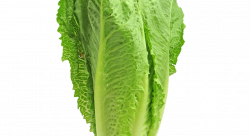 Lettuce clipart cabbage chinese, Lettuce cabbage chinese ...