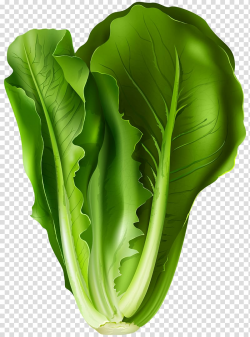 Green chinese cabbage , Romaine lettuce Lettuce sandwich ...