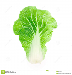 Chinese cabbage clipart 10 » Clipart Station