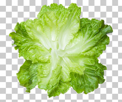 140 fresh Lettuce PNG cliparts for free download | UIHere