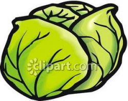 Fresh Head of Lettuce - Royalty Free Clipart Picture