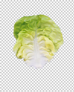 Romaine lettuce Leaf vegetable, Fresh leaves PNG clipart ...