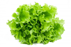 Fresh green Lettuce salad isolated on ... | Stock image ...