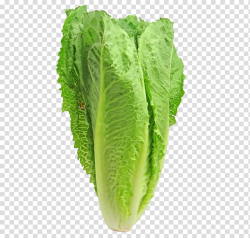 Caesar salad Iceberg lettuce Romaine lettuce Leaf vegetable ...