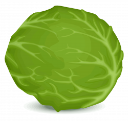 Iceberg Lettuce Vector Clipart image - Free stock photo ...