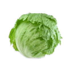 Romaine lettuce Iceberg lettuce Vegetable Salad Rijk Zwaan ...