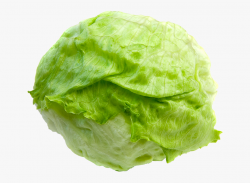 Lettuce Clipart Lettuce Slice - Iceberg Lettuce Transparent ...