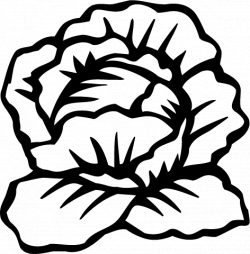 Similiar black and white lettuce keywords clip art - Clipartix