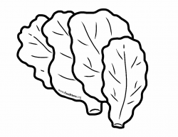 Lettuce Outline | Food Hero #illustration #blackline ...